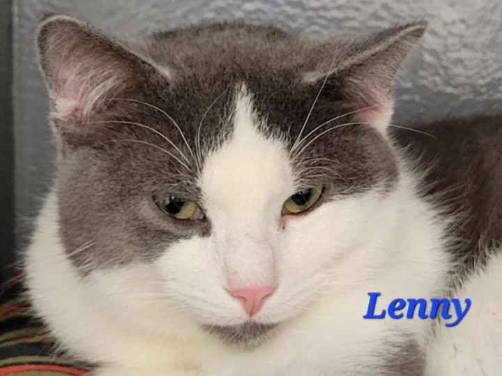 Lenny, an adoptable Domestic Short Hair in Oakville, ON_image-1