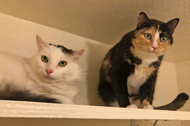 Avis & Cookie, an adopted Domestic Short Hair & Calico Mix in Lompoc, CA_image-1