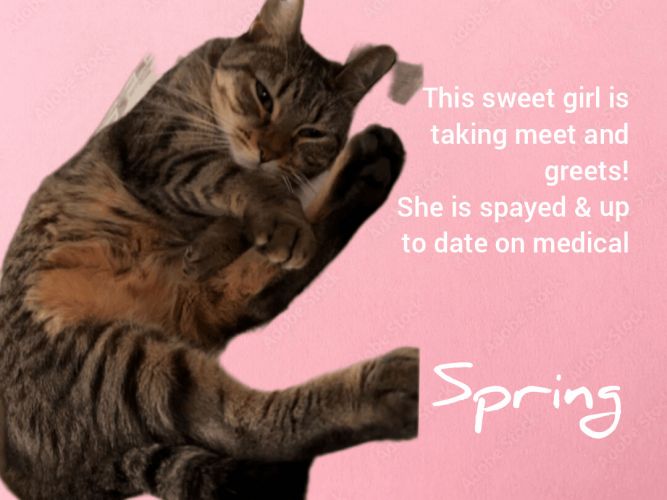 Spring