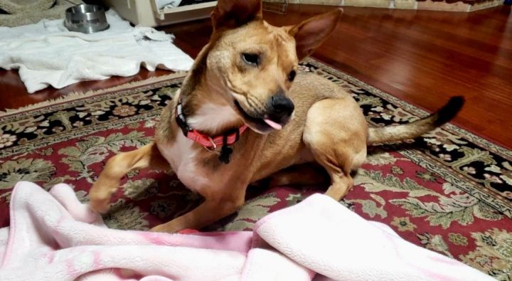 Trixie, an adoptable Carolina Dog Mix in Cypress, TX_image-1