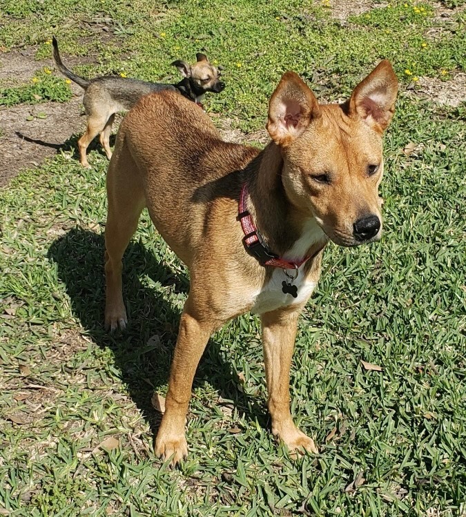 Trixie, an adoptable Carolina Dog Mix in Cypress, TX_image-3