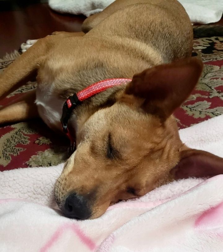 Trixie, an adoptable Carolina Dog Mix in Cypress, TX_image-4