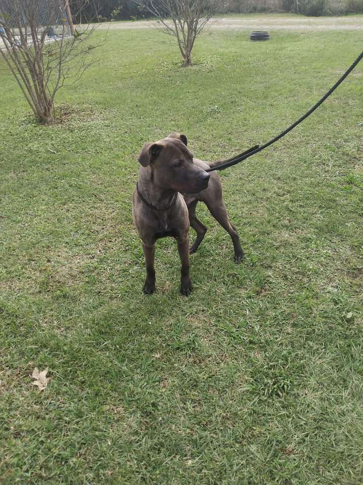 Brock, an adoptable Chocolate Labrador Retriever in Bastrop, LA, 71221 | Photo Image 1