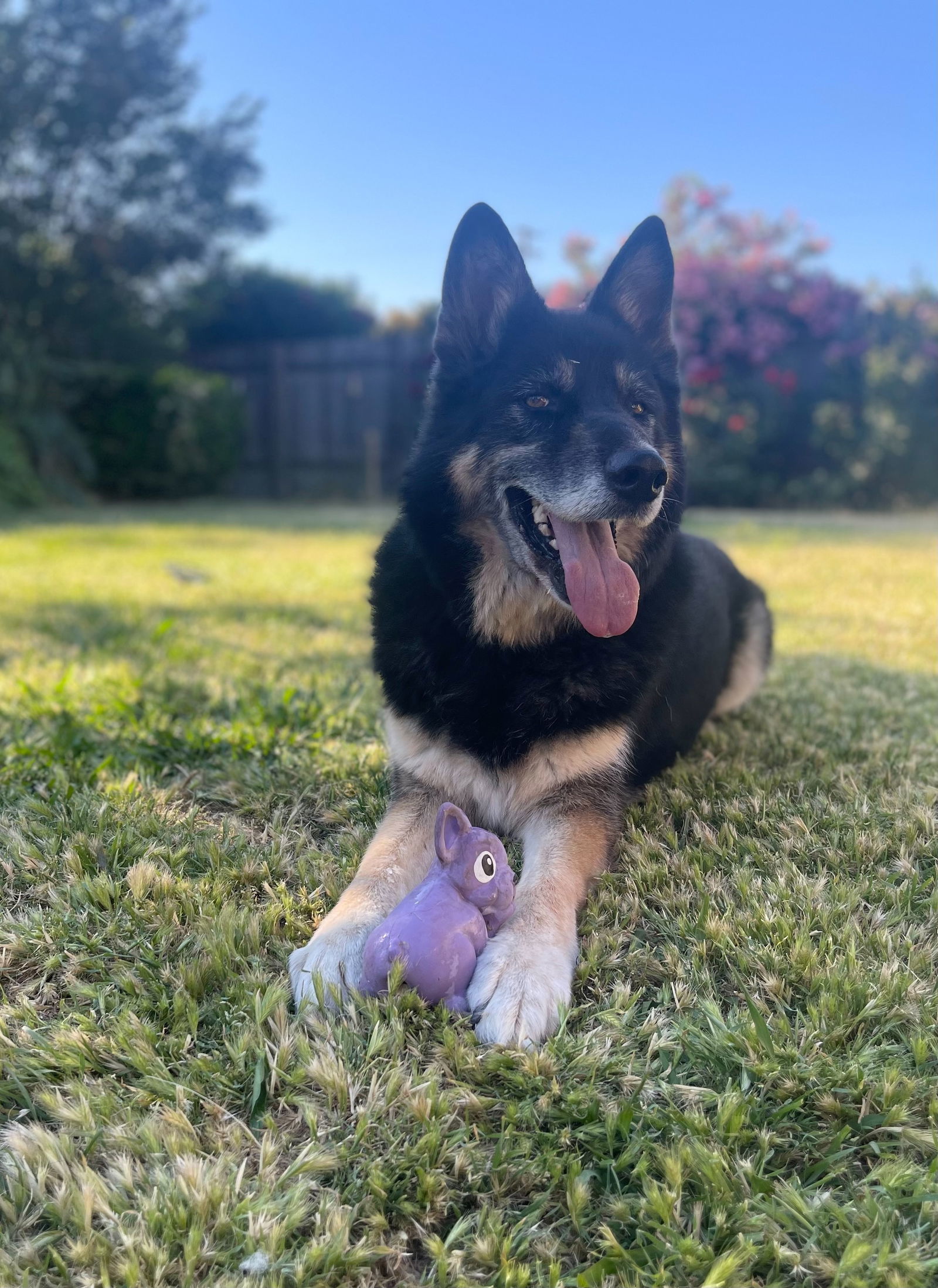 Hulk, an adoptable German Shepherd Dog, Husky in Woodland, CA, 95776 | Photo Image 1