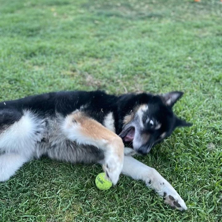 Hulk, an adoptable German Shepherd Dog, Husky in Woodland, CA, 95776 | Photo Image 2