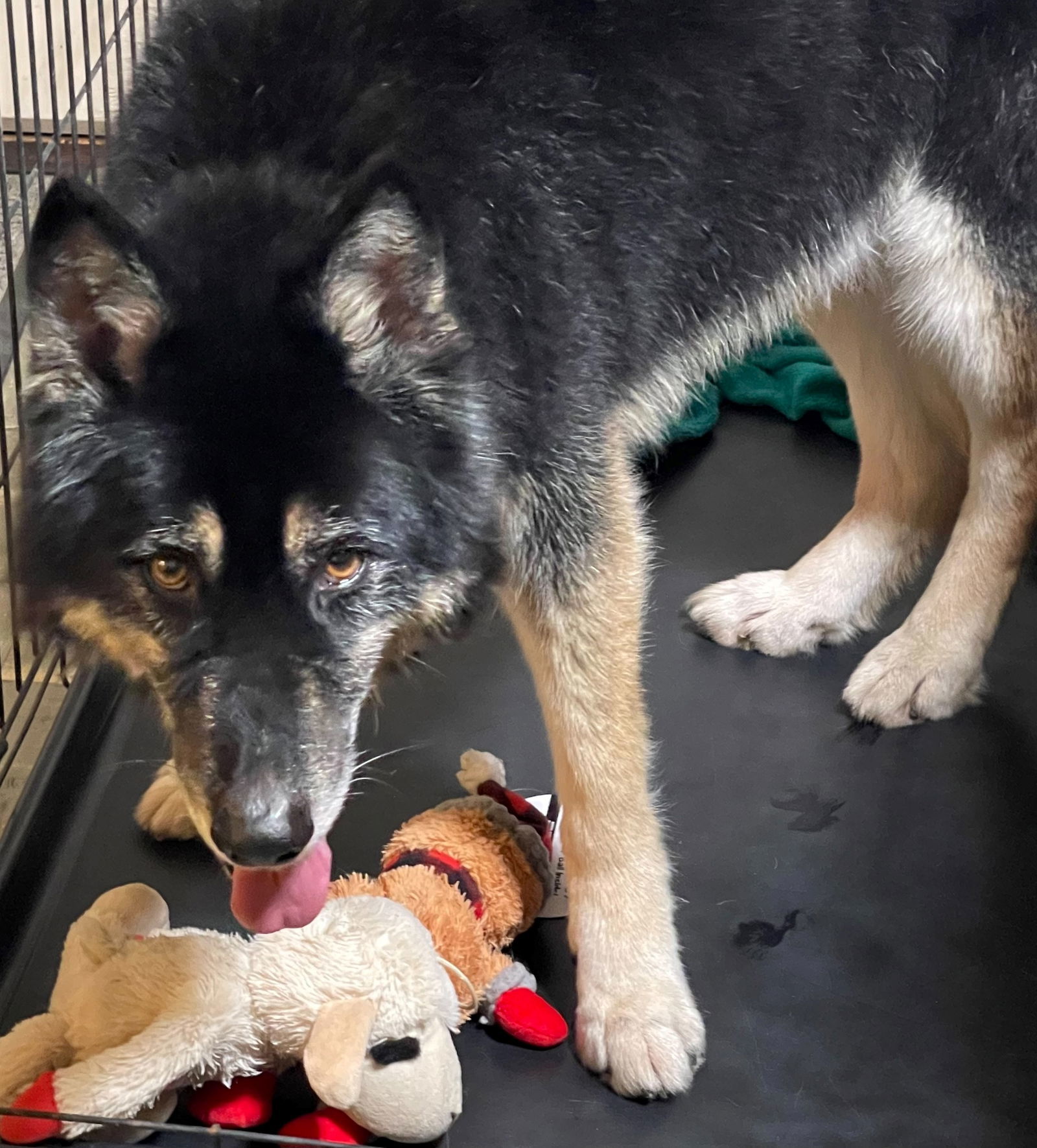 Hulk, an adoptable German Shepherd Dog, Husky in Woodland, CA, 95776 | Photo Image 3