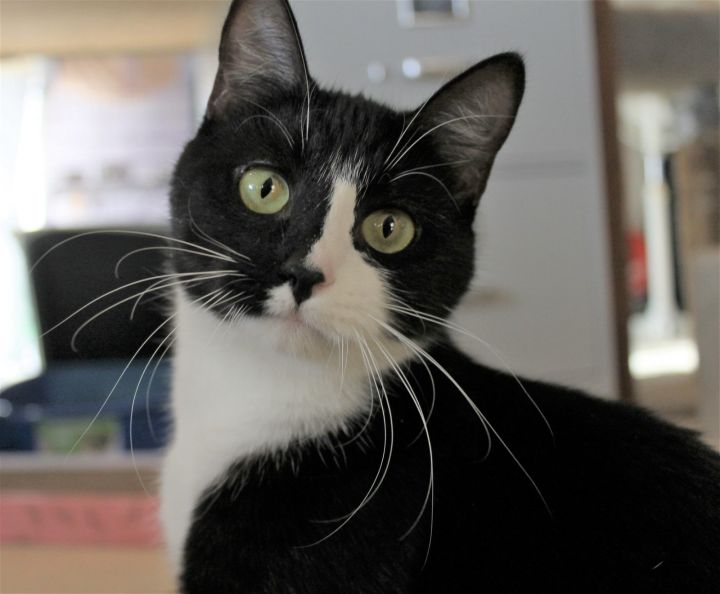 Tiger Lily, an adoptable Domestic Short Hair & Tuxedo Mix in Springfield, OR_image-1