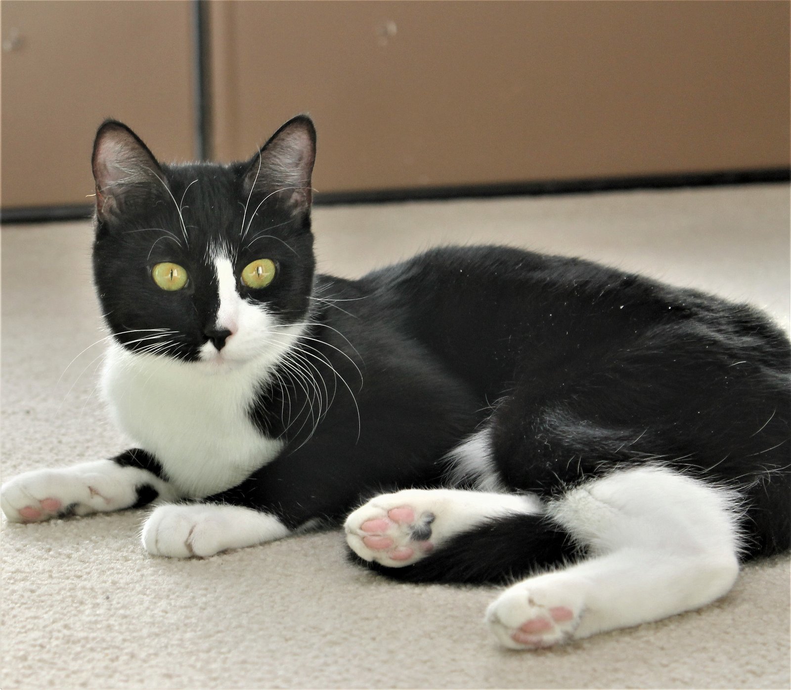 Tiger Lily, an adoptable Domestic Short Hair, Tuxedo in Springfield, OR, 97475 | Photo Image 2