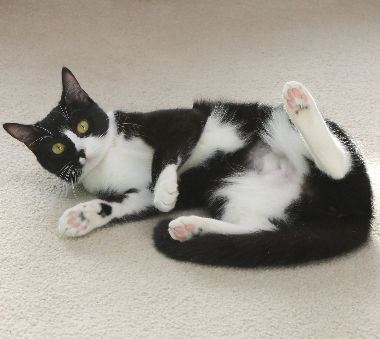 Tiger Lily, an adoptable Domestic Short Hair, Tuxedo in Springfield, OR, 97475 | Photo Image 3