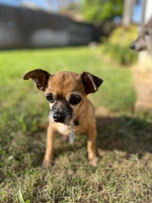 Dogs for Adoption Near St. Petersburg, FL | Petfinder