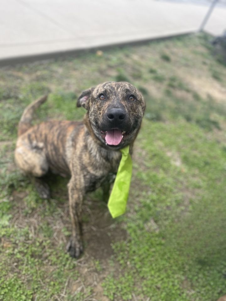 Dutch shepherd rottweiler store mix