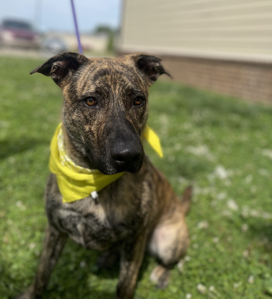 Zeno, an adoptable Dutch Shepherd in Dickson, TN, 37055 | Photo Image 1