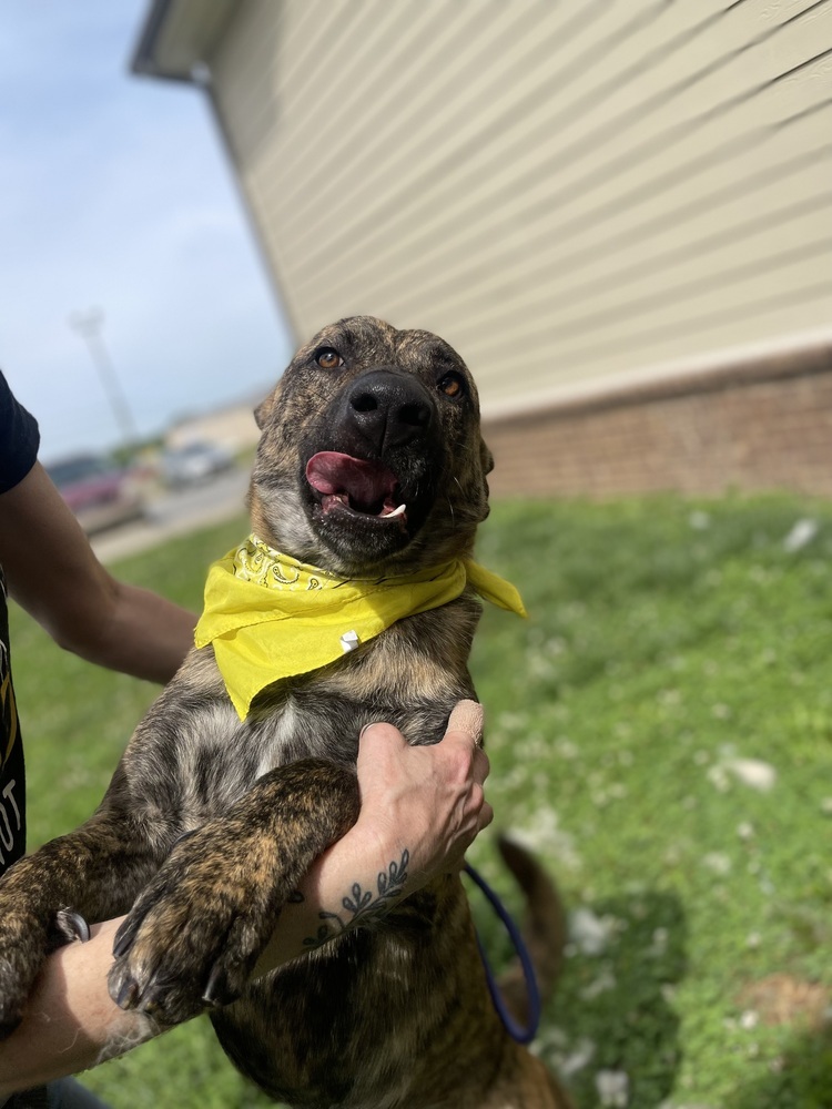 Zeno, an adoptable Dutch Shepherd in Dickson, TN, 37055 | Photo Image 2