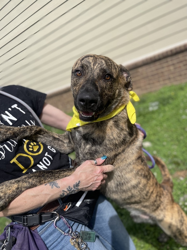 Zeno, an adoptable Dutch Shepherd in Dickson, TN, 37055 | Photo Image 3