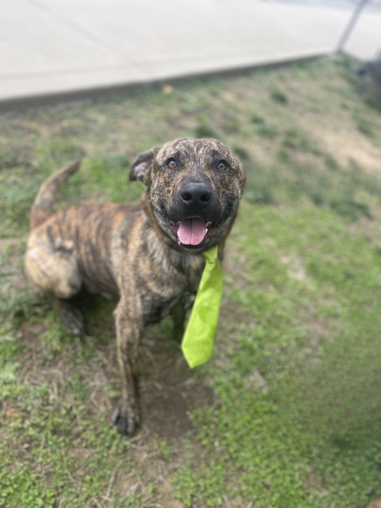 Zeno, an adoptable Dutch Shepherd in Dickson, TN, 37055 | Photo Image 4