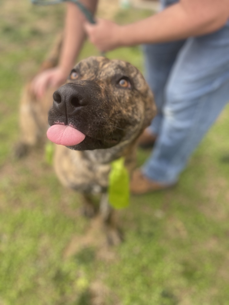 Zeno, an adoptable Dutch Shepherd in Dickson, TN, 37055 | Photo Image 5