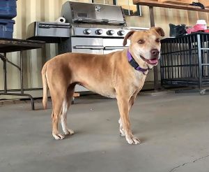 Lucy, Adult Female Mixed Breed