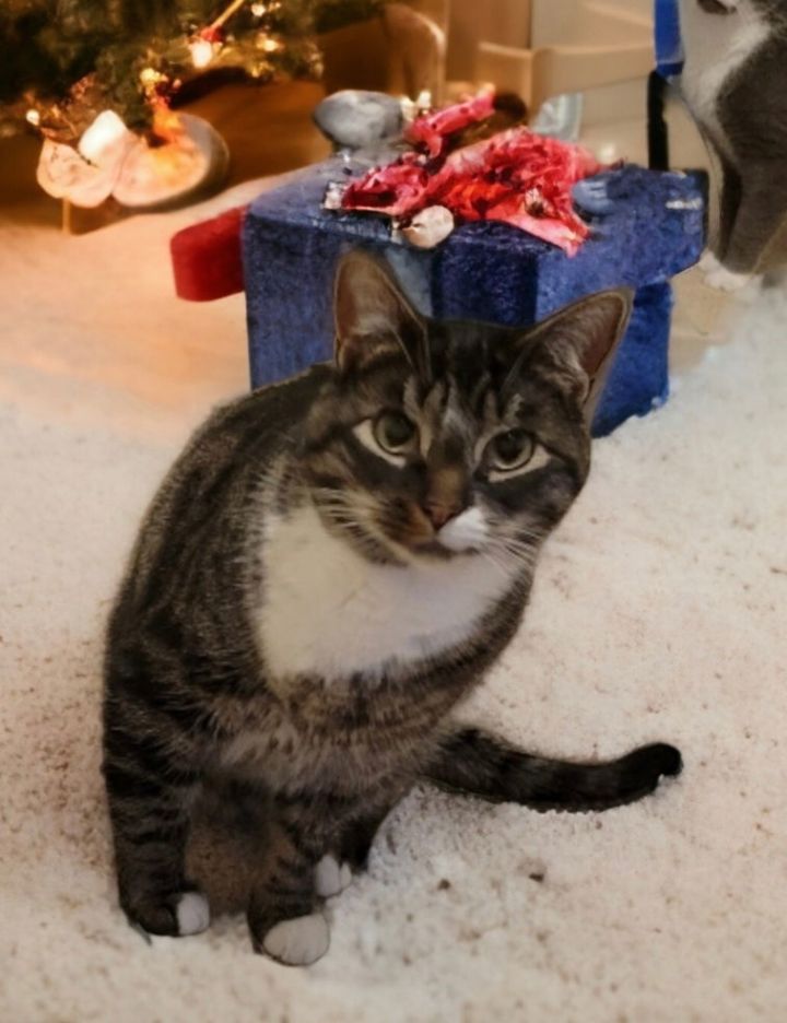 Loki 1