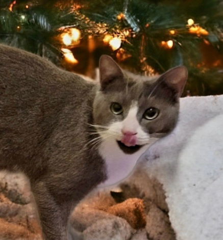 Possum