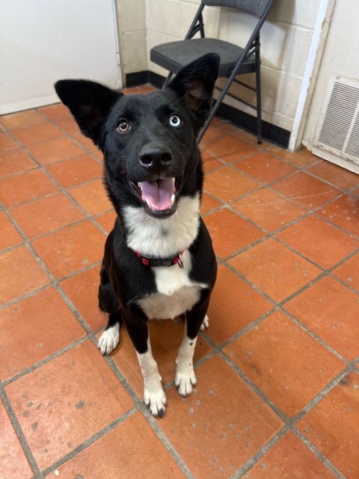 Oliver, an adoptable Border Collie & Canaan Dog Mix in Uvalde, TX_image-1