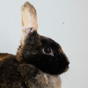 Athena, Adult Female unknown