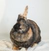 Athena photo 5