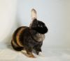 Athena photo 6