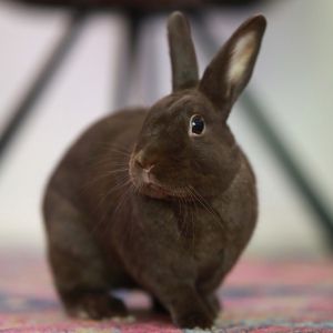 Sven