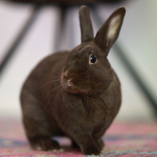 Sven