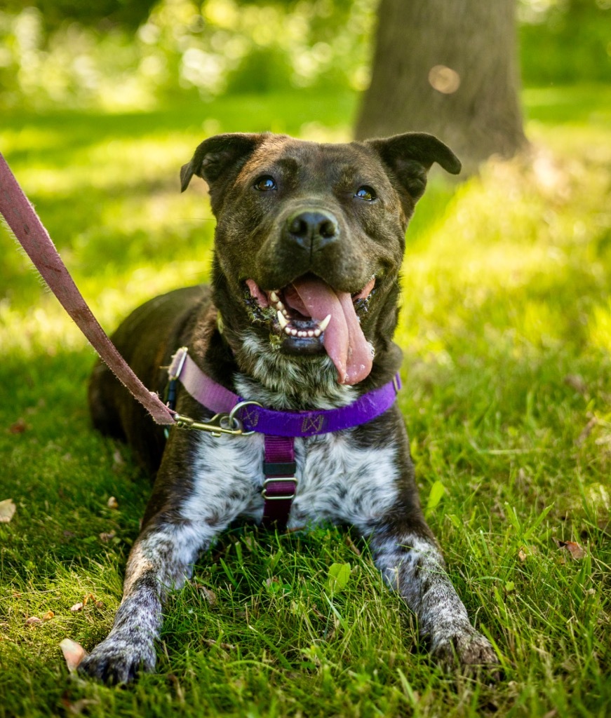 Dog For Adoption - Jenga, An American Staffordshire Terrier & Hound Mix 