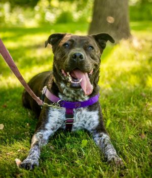 Jenga, Adult Female American Staffordshire Terrier