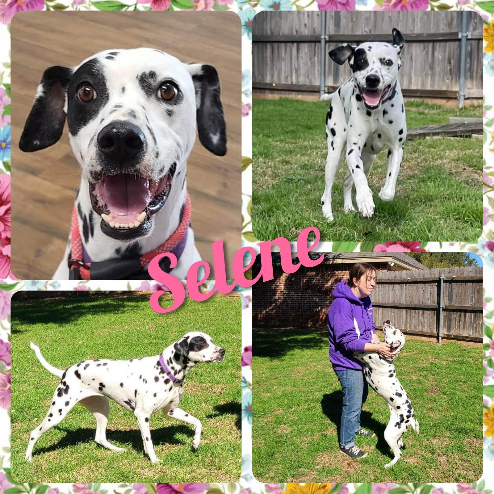 Selene, an adoptable Dalmatian in Fort Collins, CO, 80526 | Photo Image 1