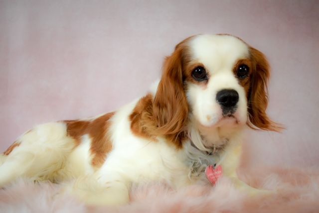 Liberty, an adoptable Cavalier King Charles Spaniel in Decatur, IL_image-1
