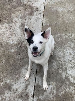 Edison