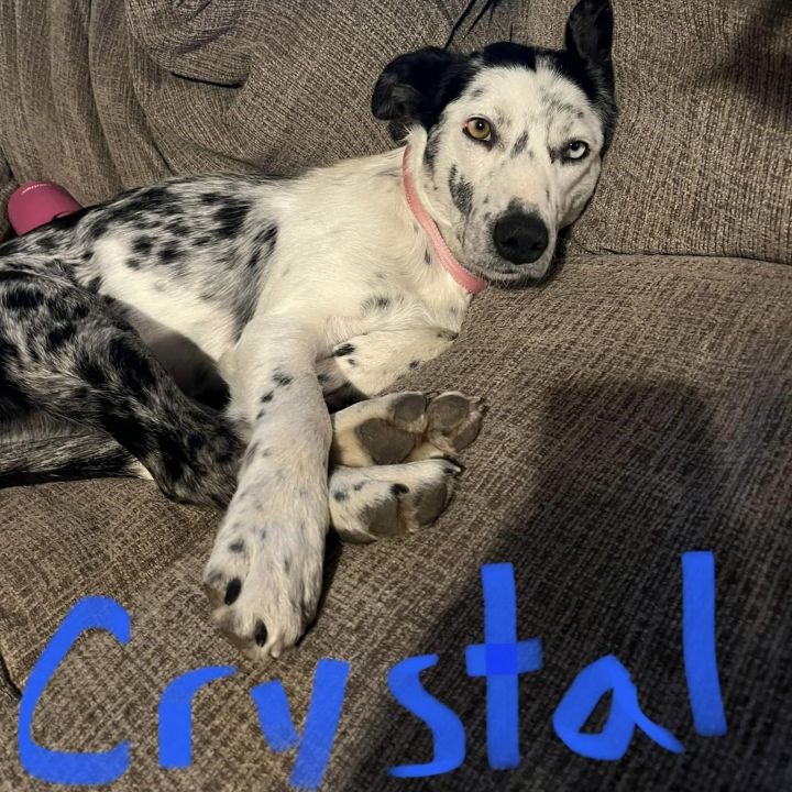 Crystal , an adopted Australian Cattle Dog / Blue Heeler & Terrier Mix in Springfield, MO_image-2