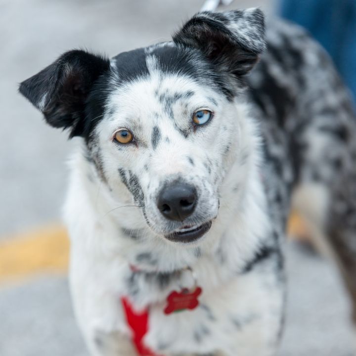 Crystal , an adopted Australian Cattle Dog / Blue Heeler & Terrier Mix in Springfield, MO_image-1