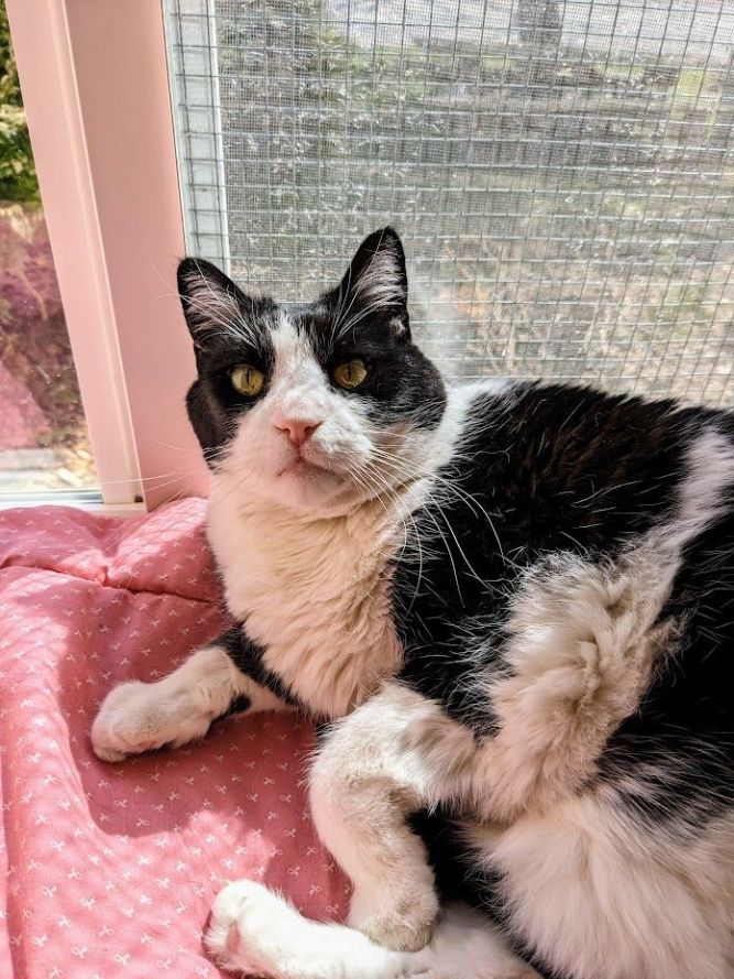 Oreo