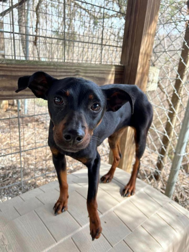 Dog for adoption Shirley, a Miniature Pinscher Mix in Bryson City, NC
