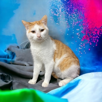 Skipper, an adoptable Domestic Short Hair in Cumberland, MD_image-1