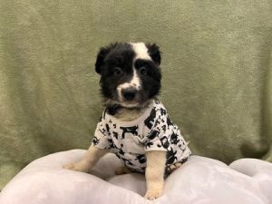 Dogs for Adoption Near Hutchinson, KS | Petfinder