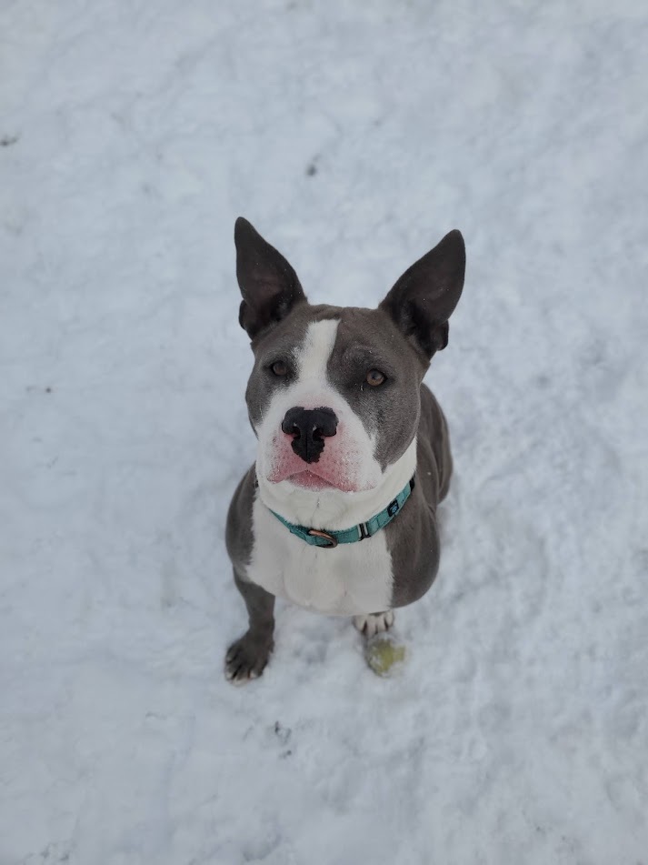 Pippa, an adoptable American Staffordshire Terrier in Winona, MN, 55987 | Photo Image 2