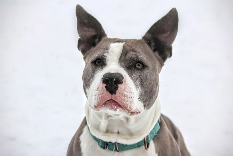 Pippa, an adoptable American Staffordshire Terrier in Winona, MN, 55987 | Photo Image 5
