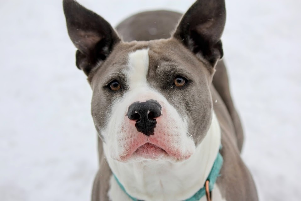 Pippa, an adoptable American Staffordshire Terrier in Winona, MN, 55987 | Photo Image 1