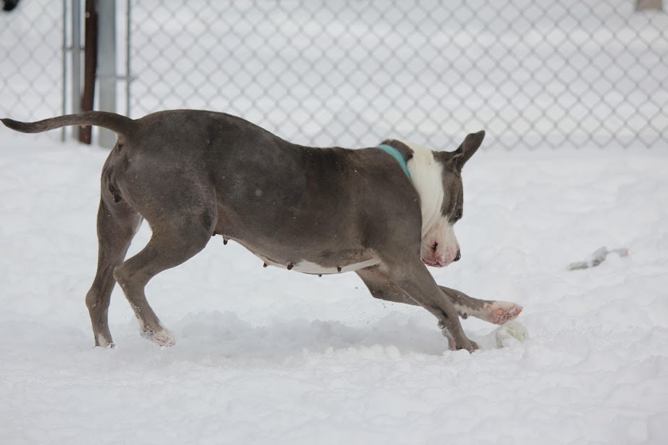 Pippa, an adoptable American Staffordshire Terrier in Winona, MN, 55987 | Photo Image 6