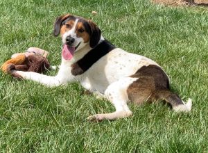 Houndy