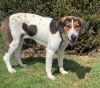 Houndy