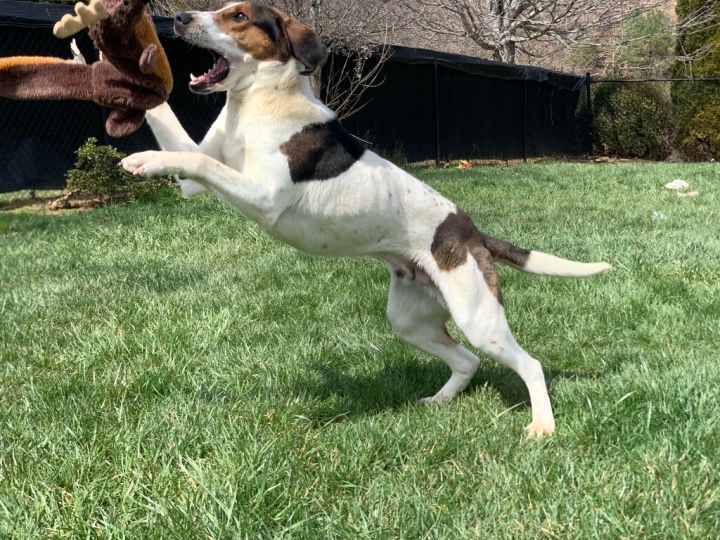 Houndy 3