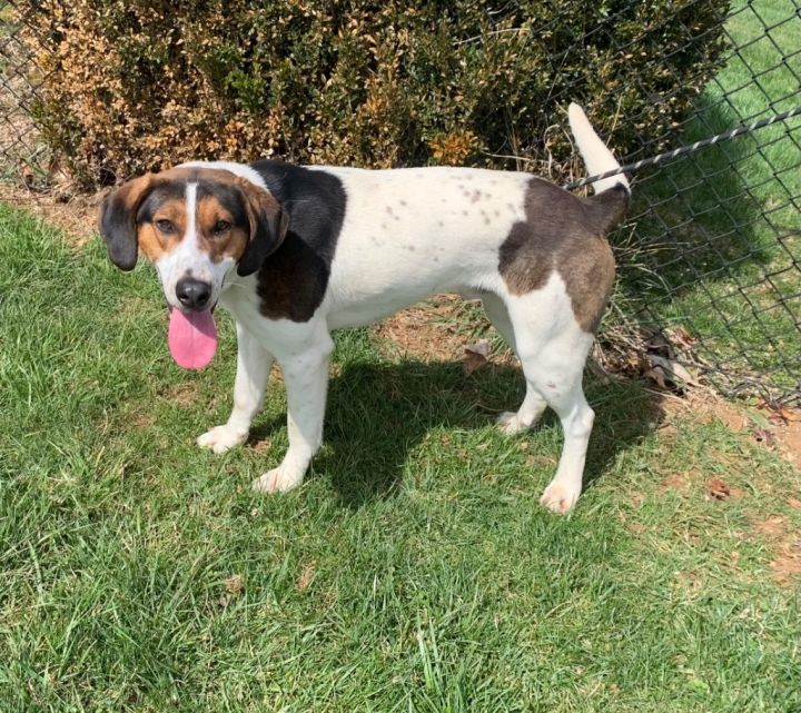 Houndy 4