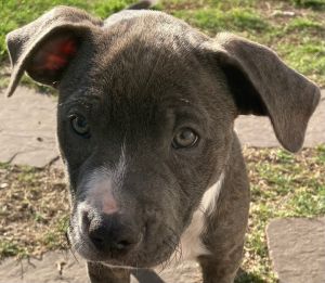 Meg is one of four of Beths puppies She is the first to run to me when they are let