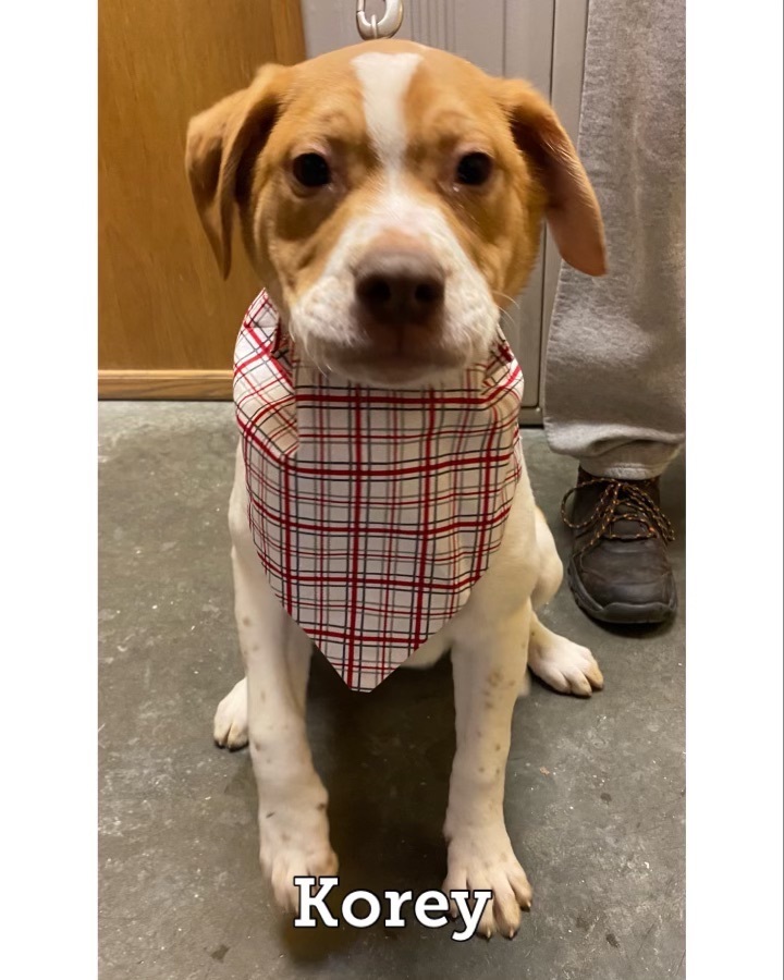 Korey, an adoptable Labrador Retriever & Hound Mix in Waynesburg, PA_image-1
